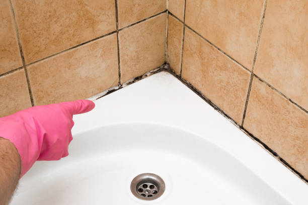 Professional Mold Removal in Wake Forest, NC